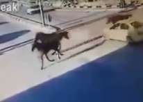 بالفيديو- حصان يطير في الهواء بعد اصطدامه بتاكسي في إحدى شوارع الضفة الغربية- فلسطين