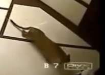نمر يقتحم بناية سكنية ويصيد كلبًا من داخلها