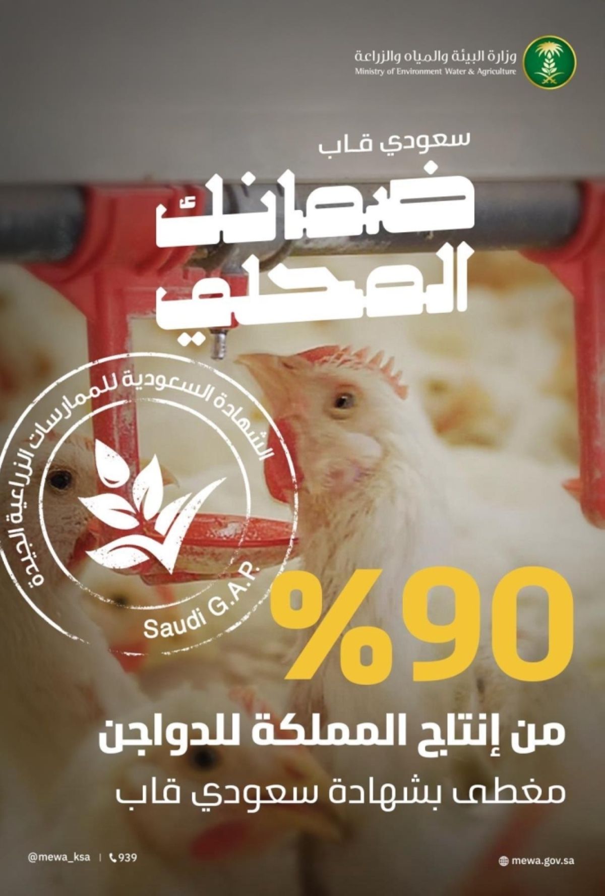 %90 نسبة تغطية «سعودي قاب» لإنتاج الدواجن