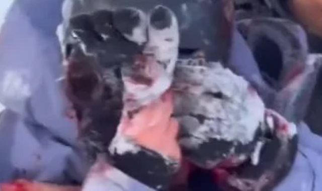 سيلفى الموت.. نمر ثلجى يهاجم سائحة حاولت التقاط صورة معه فى الصين..فيديو