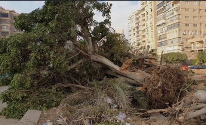إقتلاع الأشجار في مصر