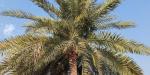 عريس البستان