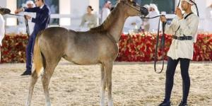 «الإمارات للخيول العربية» تنظم بطولة لجمال الخيل في بنغازي