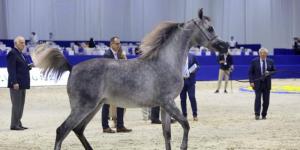 155 خيلاً في الدورة الـ 23 من بطولة دبي للجواد العربي