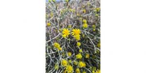 زهرة
العرفج..
رمزية
وطنية
تعبر
عن
وحدة
أهل
الكويت
في
وجه
العدوان
الآثم