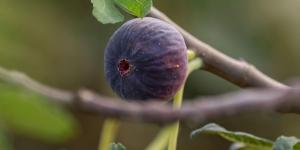 التين في جازان.. 
ثروة زراعية وفرص تحويلية تعزز القيمة الاقتصادية