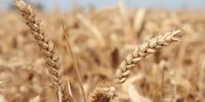 هبوط
      أسعار
      زيت
      الصويا
      والحبوب
      لأدنى
      مستوى
      بشهرين