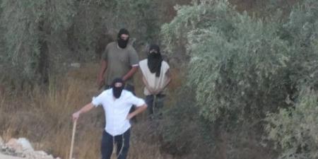 340 اعتداء نفذها الاحتلال والمستوطنون ضد قاطفي الزيتون منذ بداية الموسم