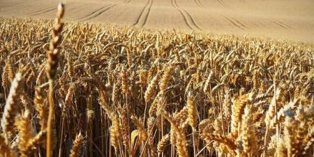 أسعار
      القمح
      تعاود
      الارتفاع
      عالميا
      مع
      تصاعد
      التوترات