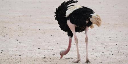 جولة الحياة البرية في الحجر بالعلا.. رحلة يكتشف من خلالها الزائر تناغم الطبيعة والحياة الفطرية