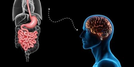 مفاجأة..
      دراسة
      تكشف
      دور
      الأمعاء
      في
      صحة
      الدماغ:
      "النظام
      الغذائي
      يُحَسِّن
      الذاكرة"