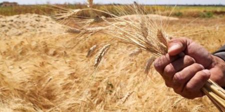 التموين: تجهيز 400 نقطة لاستلام القمح المحلى بسعر 2500 جنيه للأردب