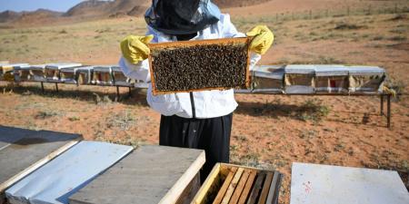 تربية النحل في حائل.. قطاع واعد يدعم جودة العسل المحلي ويعزز حضوره في الأسواق