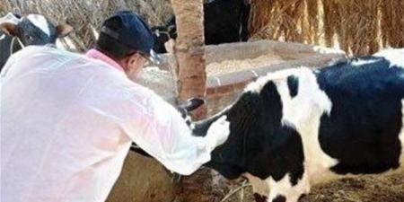 "الزراعة" تطلق غدا الحملة القومية الثانية لتحصين الماشية ضد الحمى القلاعية والوادي المتصدع