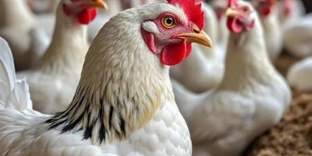 ارتفاع البيضاء وانخفاض البلدي، سعر الفراخ اليوم الأربعاء 2 سبتمبر 2026 (آخر تحديث)