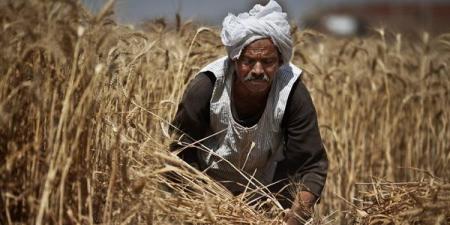 لن تحقق الأمن الغذائي، خبير يكشف خطايا حكومة مدبولي في حق الزراعة بمصر