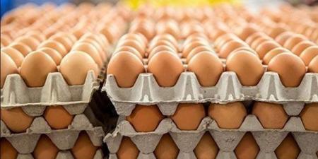 سعر كرتونة البيض اليوم الخميس في بورصة الدواجن