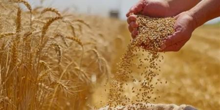 عالية الإنتاجية وتصلح في هذه الأراضي، الزراعة تكشف سر الاتجاه لطرح أصناف جديدة من القمح