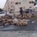 "مش سرقة"، الداخلية تكشف حقيقة فيديو زجاجات الزيت المتداول بالإسماعيلية