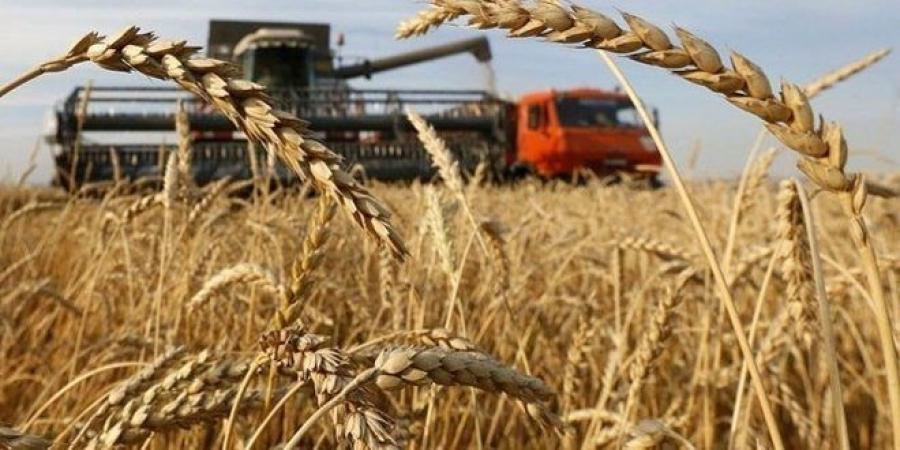 محاصيل
الحبوب
الروسية
تسجل
رقماً
قياسياً
جديداً