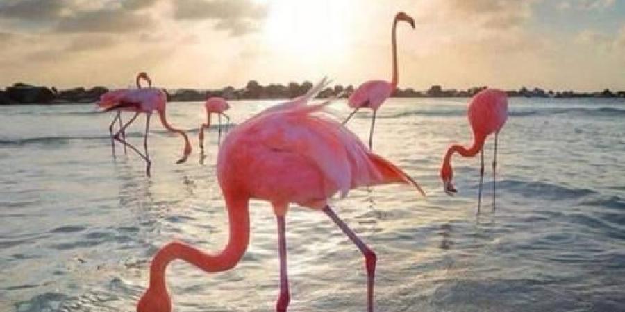 «الفلامنجو» تحط رحالها في مصر