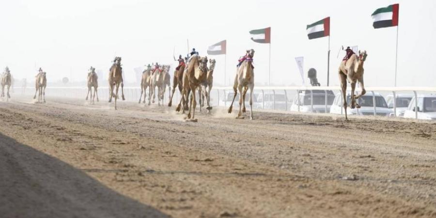 100 شوط في مهرجان الظفرة الثالث لسباقات الهجن