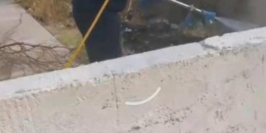 حشرات تُغلق مدرسة أردنية