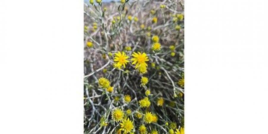 زهرة
العرفج..
رمزية
وطنية
تعبر
عن
وحدة
أهل
الكويت
في
وجه
العدوان
الآثم