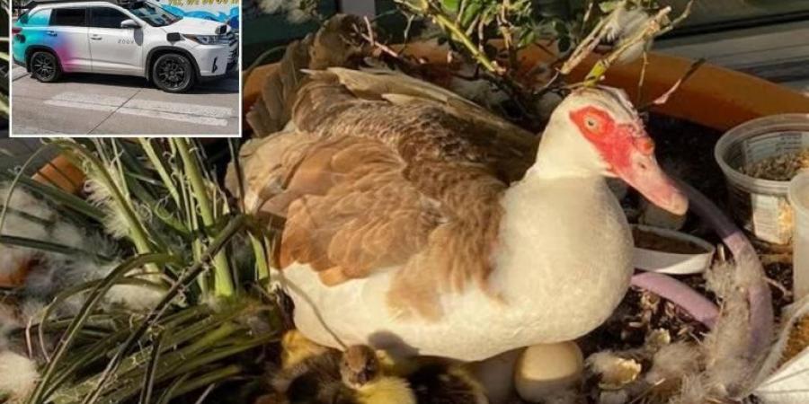 دهس
      سيارة
      ذاتية
      القيادة
      لبطة
      يثير
      جدلاً
      في
      أمريكا