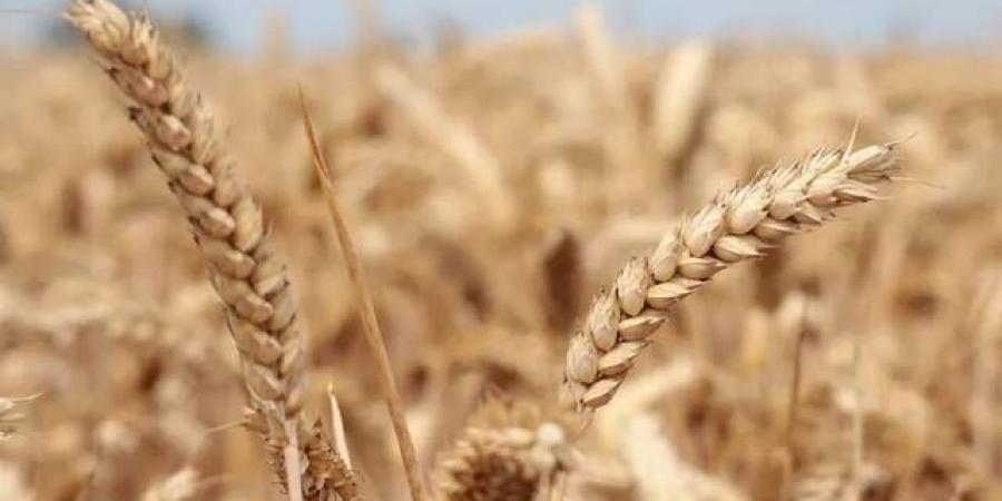 هبوط
      أسعار
      زيت
      الصويا
      والحبوب
      لأدنى
      مستوى
      بشهرين