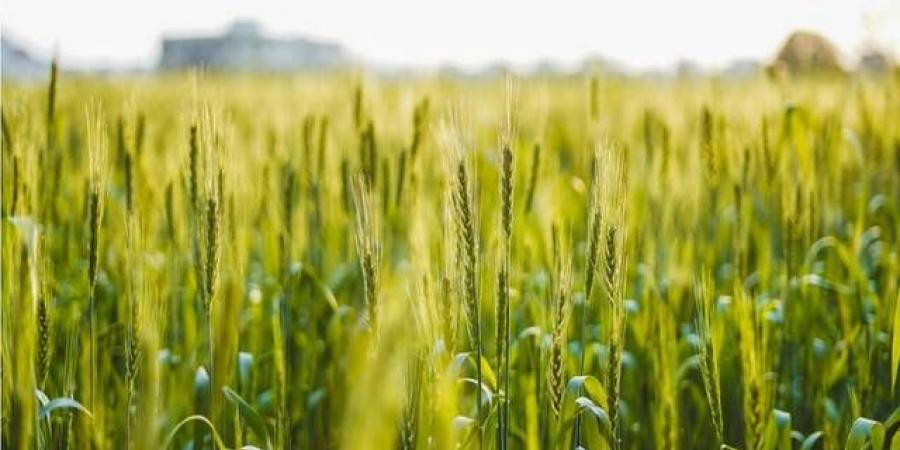 السعودية
      تطرح
      مناقصة
      لاستيراد
      655
      ألف
      طن
      قمح