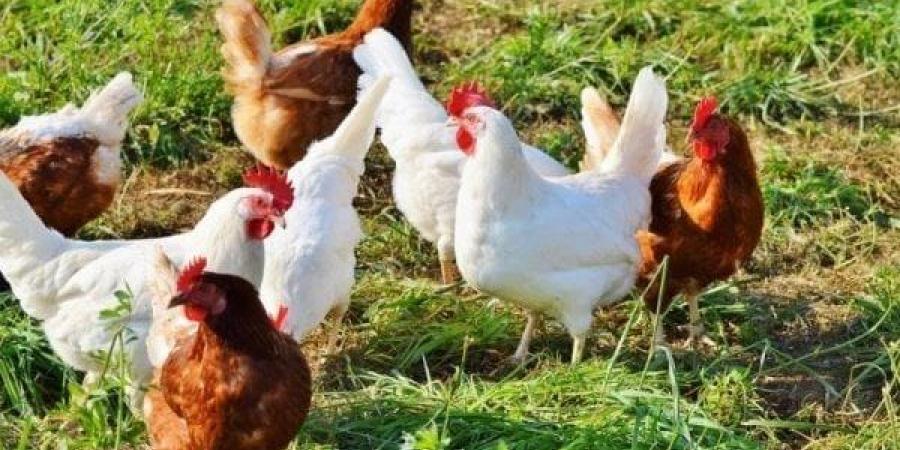 ارتفاع البيضاء 3 جنيهات، سعر الفراخ اليوم الأربعاء 23 سبتمبر 2026 (آخر تحديث)