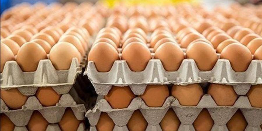 سعر كرتونة البيض اليوم الخميس في بورصة الدواجن