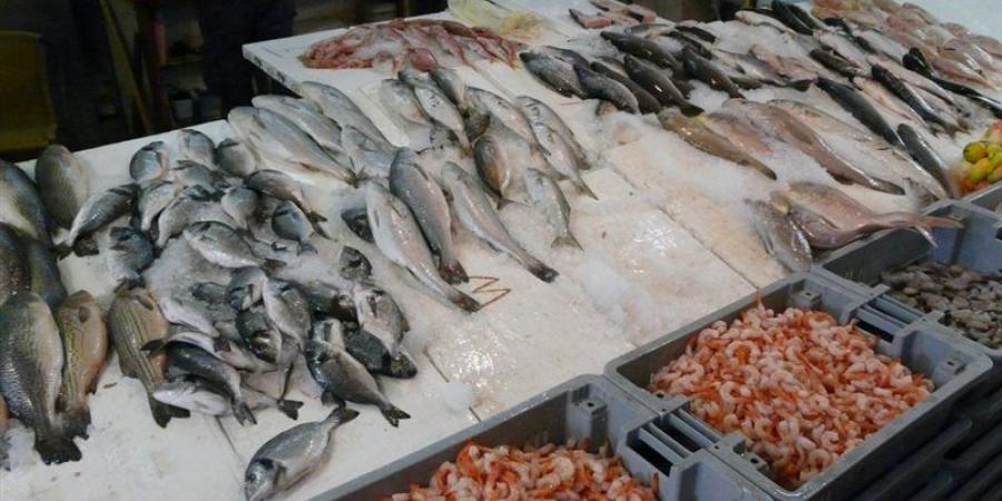 أسعار الأسماك اليوم، ارتفاع البلطي وقفزة في المكرونة والجمبري يسجل 1160 جنيها