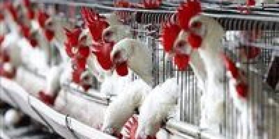 سعر الدواجن اليوم الاربعاء 30 سبتمبر في الأسواق