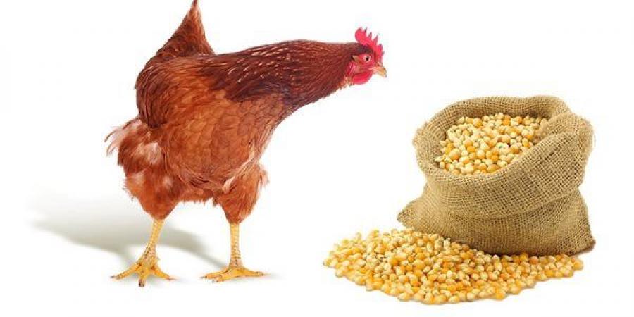 انخفاض الذرة، أسعار الأعلاف والحبوب اليوم الخميس في الأسواق