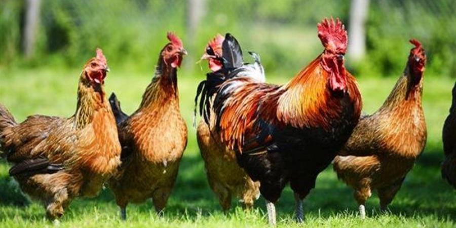 ارتفاع البيضاء وقفزة في البلدي، سعر الفراخ اليوم الجمعة 2 أكتوبر 2026