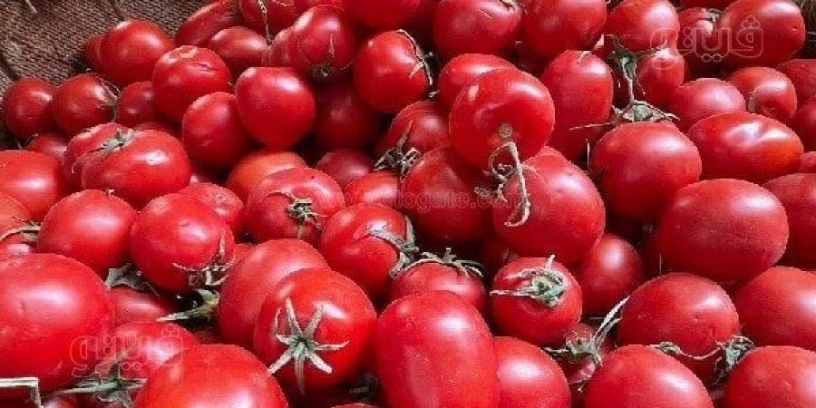 العداية تبدأ من 150 جنيهًا، هل تعاود أسعار الطماطم الارتفاع خلال الشهر الجاري؟ 