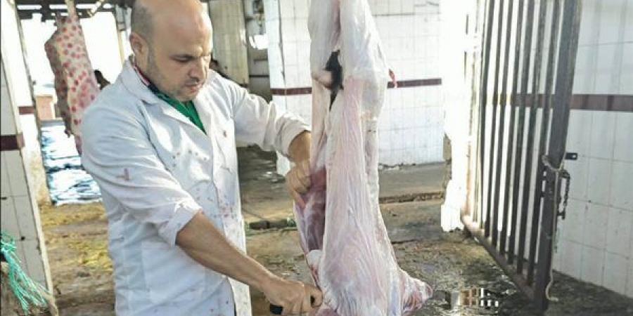 إعدام رأسين من الماشية المصابة بالسل بمجزر شطا في دمياط