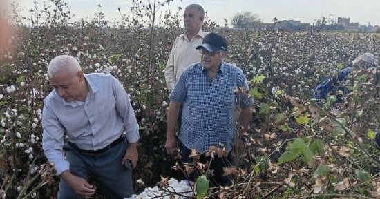 زراعة الشرقية تتابع جني القطن بالنخاس وتكثف جهود مكافحة القوارض