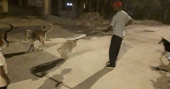 بيطرى الأقصر يحمى أهالى مدينة طيبة من هجمات الكلاب الضالة بتحصين يومى.. صور