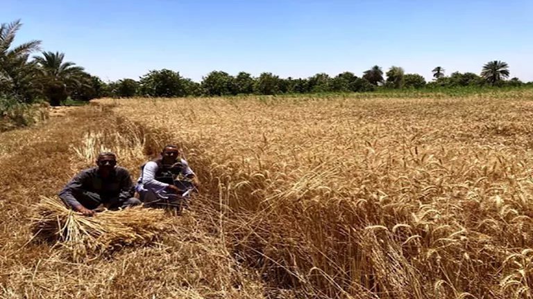 الإحصاء: إنتاج القمح في مصر يرتفع 5.5% إلى 10 ملايين طن خلال 2024/2025