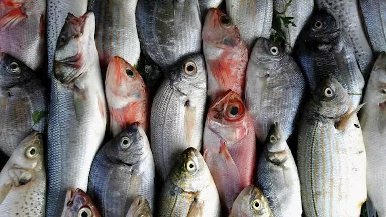 أسعار الأسماك والمأكولات البحرية في سوق العبور اليوم.. 70 جنيها لكيلو البلطي