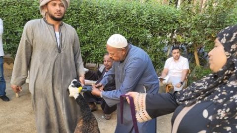 الطب البيطري بسوهاج تسلم 770 رأس أغنام لـ 375 أسرة من الأكثر احتياجا