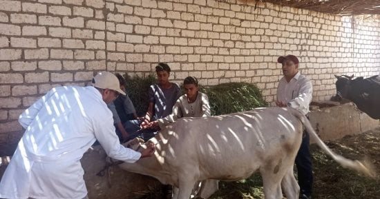 الطب البيطري بسوهاج يعالج 5007 رؤوس ماشية مجانا في دار السلام
