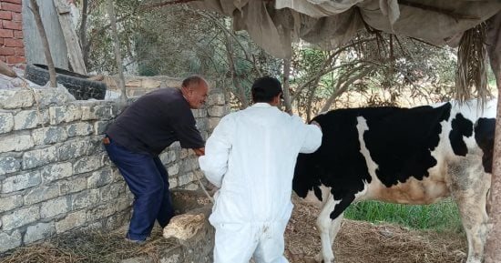 الطب البيطري بالإسماعيلية يحصن 45 ألف حيوان ضد الحمى القلاعية والوادي المتصدع