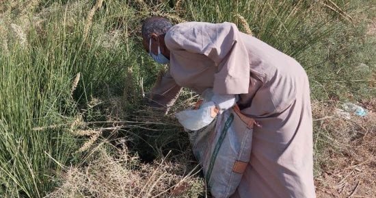 حملات لمكافحة الفئران فى المناطق الزراعية لحماية موسم الزراعات الشتوية بالأقصر