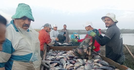 من الأحواض إلى الأسواق.. رحلة استخراج الأسماك من مزارع كفر الشيخ «فيديو»