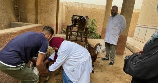 فحص أكثر من 3500 أبقار وأغنام وجاموس بقافلة بيطرية مجانية بقرية كفر الصهبي