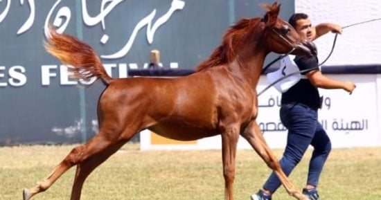 غدًا.. إجراء القرعة العلنية لبطولة أدب الخيل استعدادًا لانطلاق مهرجان الشرقية